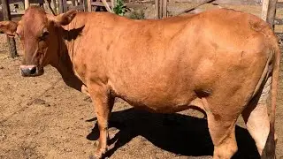 We sell the cow GEMADINHA