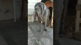 #canecorso elegant #bullmastiff #italianmastiff #mastiff #animalviral #viralanimals