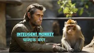 चालाक बंदर II Inteligent Monkey II A funny story about a monkey in Hindi