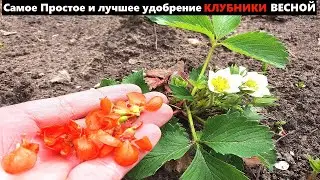 Самое Лучшее удобрение для клубники ВЕСНОЙ! Не мог Вам это не показать Первое удобрение клубники.