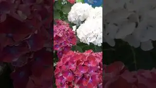 Гортензия - красотка 🌺🌺🌺#огород #сад #цветы #дача #гортензии