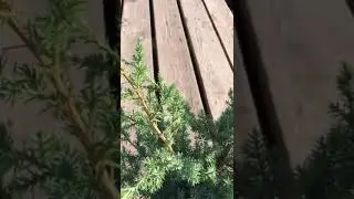 Можжевельник китайский Блю Альпс (С3)