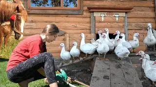 Woman is raising ducks 90 days. Cooking village food on fire. Routine Life in the Countryside