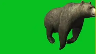 3D animation bear talking walking running green screen no cofyright video / Brain Master