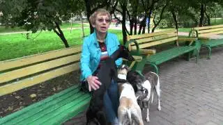 СОБАКИ ПОРОДЫ УИППЕТ / WHIPPET
