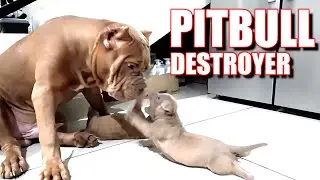 The Cocon Pitbull Destroyer - Anjing Terpintar yang Pernah Ada! #hewiepitbull