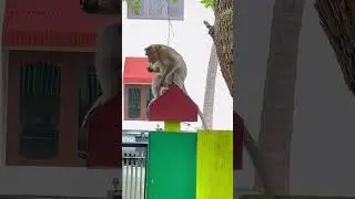 Monkeeeeeey 🙈 🙉 🙊 🤪 
