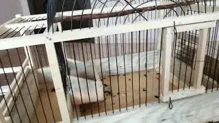 Кафас, босма, западок.
