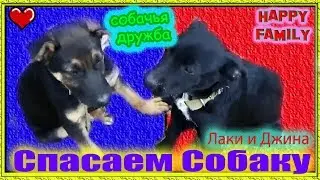 Собака отравилась Спасаем собаку Дрессируем собаку Лаки и Джина Прогулка во дворе