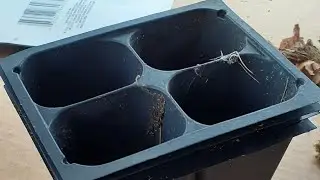 Seed Starting: FREE Containers!
