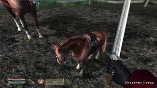 Little Horse