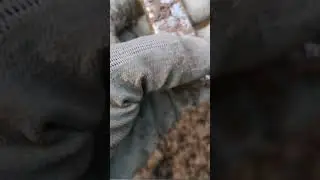 #КОППОВОЙНЕ