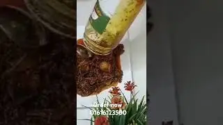 গরুর মাংসের আচার