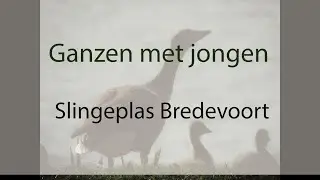 Jonge Ganzen | Foto en video | Fotografie | Slingeplas Bredevoort