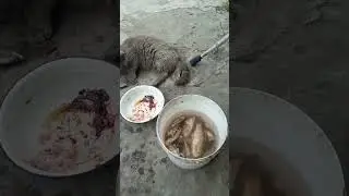 Обожрался #кот