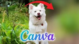 How To Blur Images Background in Canva (Canva Beginners Guide) - 2025