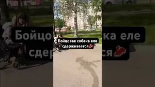 Бойцовая собака еле сдерживается в парке чтобы не разорвать в клочья прохожих🥩