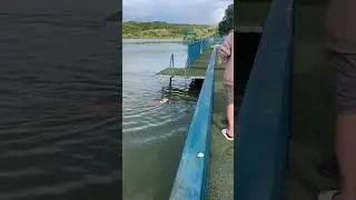 Heroic corgi Elsa's heartfelt rescue attempt in Stavropol's waters turns viral sensation!