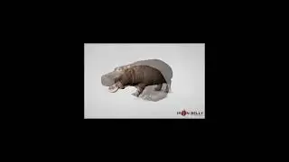 HippoAnim