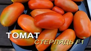 Томат СТЕРЛЯДЬ F1. Обзор сортов ТОМАТОВ!