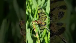 Striped Dragonfly With 24 Caret Gold Tail