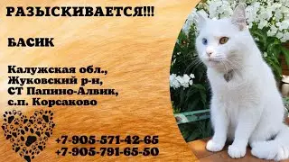 Пропал кот! БАСИК. Калужская обл, Жуковский р-н, СТ Папино-Алвик, с.п.Корсаково