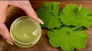 Mit dieser Creme sieht meine Großmutter mit 70 wie 35 aus. Geranie und Aloe Vera Das beste Kollagen