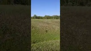 пастбище/ электропастух/
