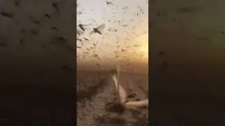 Саранча