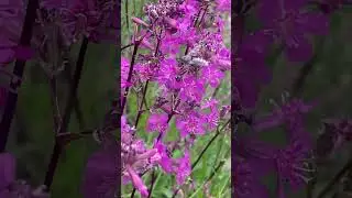 Пчела собирает нектар