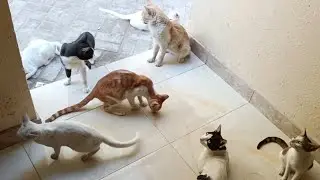 Stray Kittens Playing with Mom | Funny cat videos | Funny cats compilation 2025