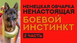 Немецкая Овчарка Шоу разведения. Фильм 