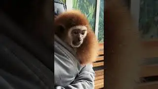 Дружба с белоруким гиббоном Джимом