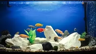 Веселый аквариум. Золотая рыбка. Кот поймал маленькую рыбку