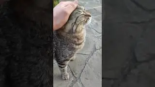 Почесушки для Мяу. Кайфует 😸😺 #cat #trending #cats #коты