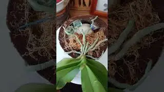 Орхидея 5 лет в кокосе 💚Orchid grows in coconut for 5 years.