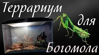 Mantis. Terrarium for praying mantis. The contents of the mantis.