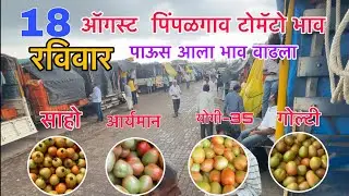 18 ऑगस्ट  पिंपळगाव टोमॅटो  भाव / आज पाऊस आला आणि टोमॅटोला भाव वाढला / Today Pimplgon Tomato rate