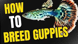 How To Care Guide: How to Breed & Raise Healthy Guppies! Secret Tip Included