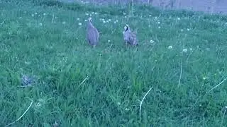 Кавгжанг Пилдони миена