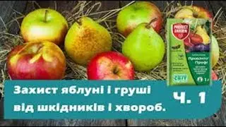 Захист яблуні і груші від шкідників і хвороб  Частина 1 – ранньовесняний період