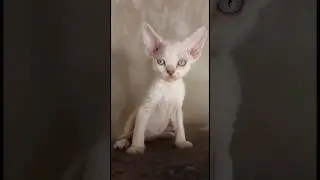 📞 +7 (982) 647-78-43 ПРОДАЮТСЯ КОТЯТА ДЕВОН РЕКС. Питомник "MURLYKA" Свободны четыре мальчика.