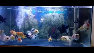 Ketika Aquarium Ikan Koki Pakai 3 Filter Talang + Lampu UV ... Ini Hasilnya... Ada Masukan???