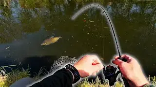 I struck GOLD! Lure fishing for BIG canal bream