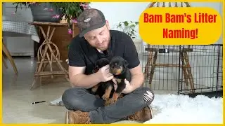 Bam Bam's Litter Naming!