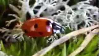 Насекомые - Презентация для детей. Развивалки 