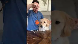 how to film your dog running in slow motion