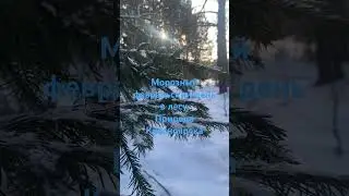 Морозный февральский день в лесу. 