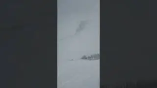 Голец Лебединый