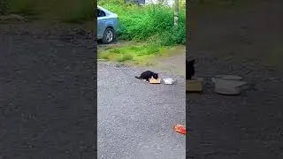 Бездомный Котейка Продолжение #помощь_животным #котик